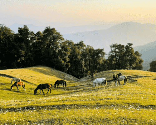 nag tibba image